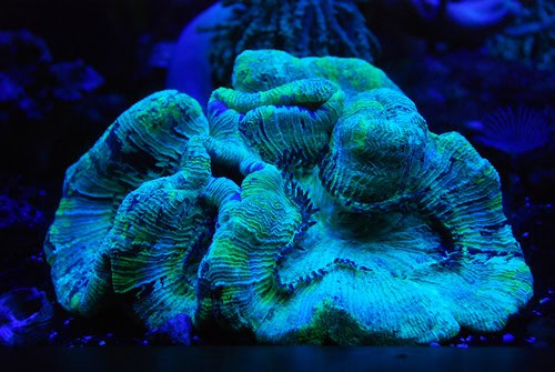 27 Creatures That Glow in the Dark (And Why They Do It)