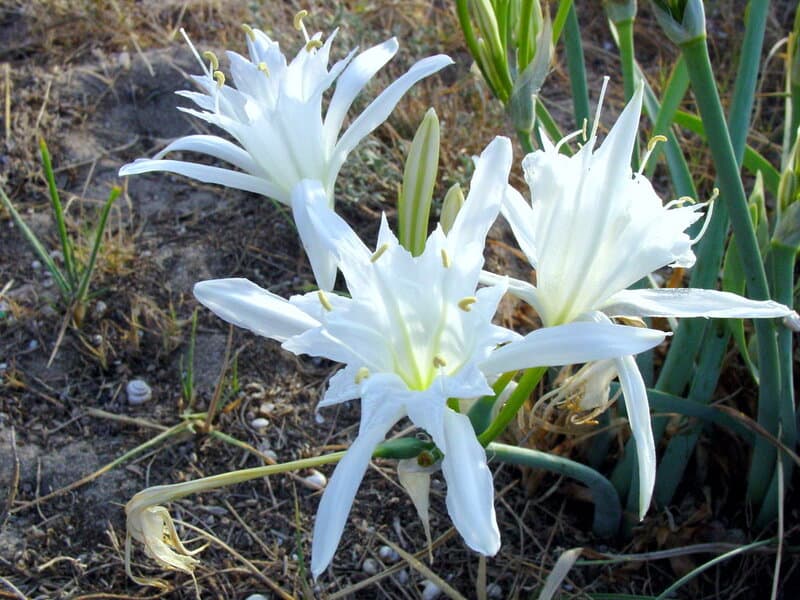 25 of The Rarest Flowers That Only Bloom Once Every Few Years