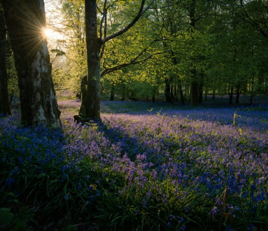 7 Fascinating Ways Plants Smell Danger (Plus 18 Species With the Best Noses)