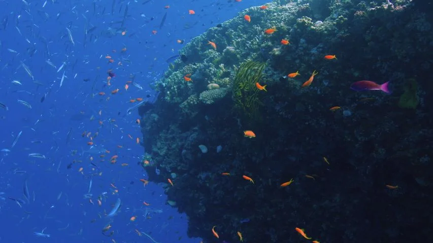The Great Barrier Reef’s Chemical Conversations: How Coral, Fish, and Algae Talk Underwater