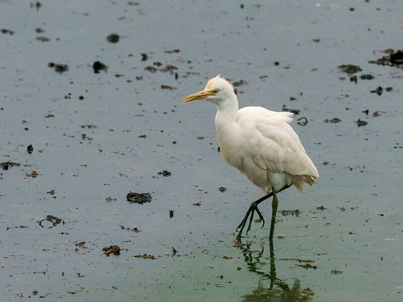 29 Species That Are Thriving Because of Human Activity (Not All News Is Bad)