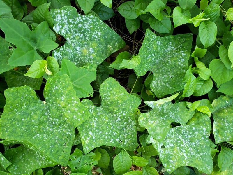 Popular Houseplants That Are Surprisingly Toxic to Pets and Children