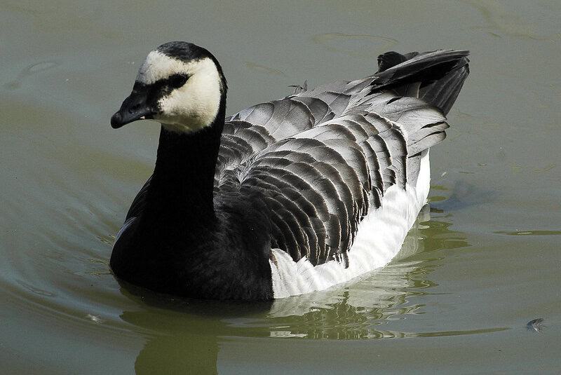 32 Animals That Have Completely Adapted to Climate Change (While Others Go Extinct)