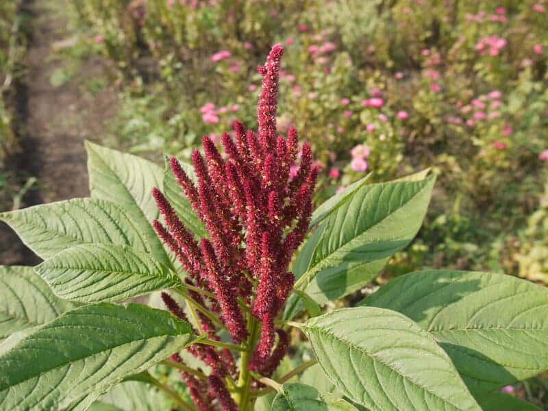 25 Plants That Can Survive a Zombie Apocalypse