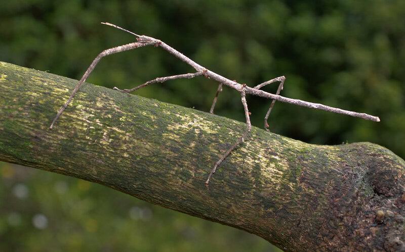 31 Animals That Are Masters of Deception and Lies