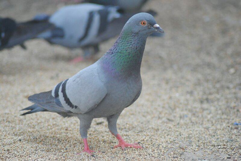 29 Species That Are Thriving Because of Human Activity (Not All News Is Bad)