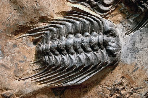 This 500-Million-Year-Old Sea Monster Was Discovered Perfectly Intact—And It&#8217;s Changing Everything We Know
