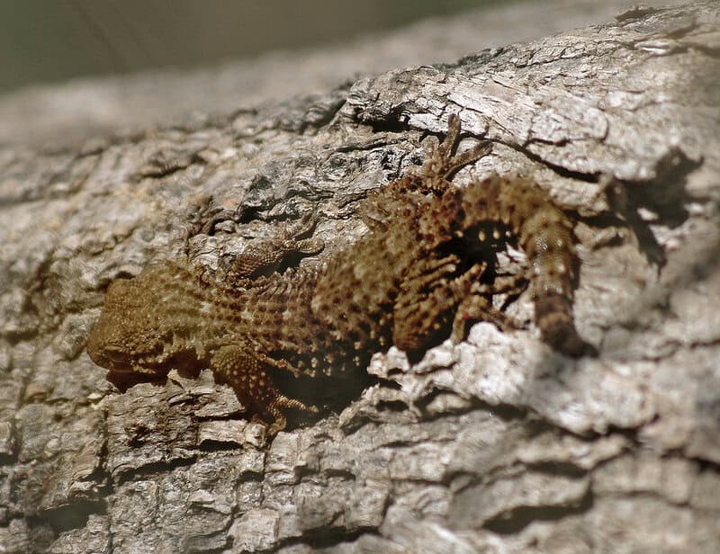 26 Animals That Can Teleport Short Distances When No One&#8217;s Looking