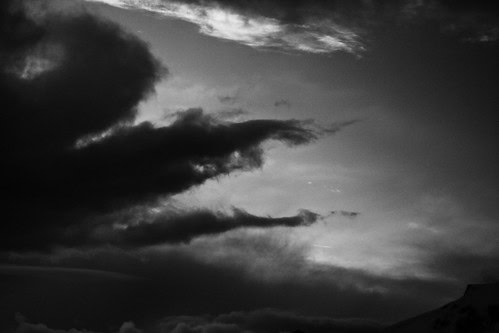 The Phantom Animals That Appear Right Before Major Disasters Strike