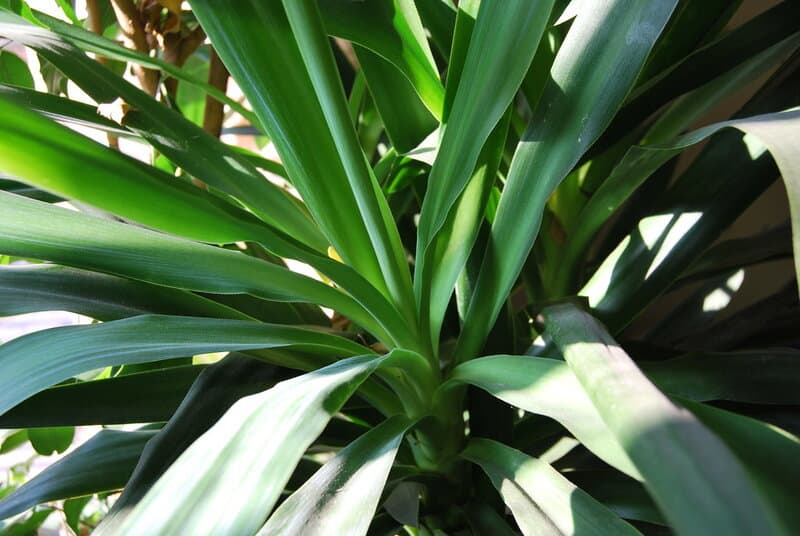 24 Houseplants That Actually Clean Your Air (Most Don&#8217;t Do Anything)