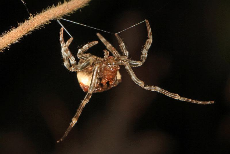 The most brutal hunters on Earth aren&#8217;t what you think: 21 predator strategies that redefine deadly