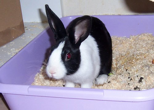 Animal Intelligence Will Blow Your Mind — 34 Incredible Facts About How Smart Pets Really Are