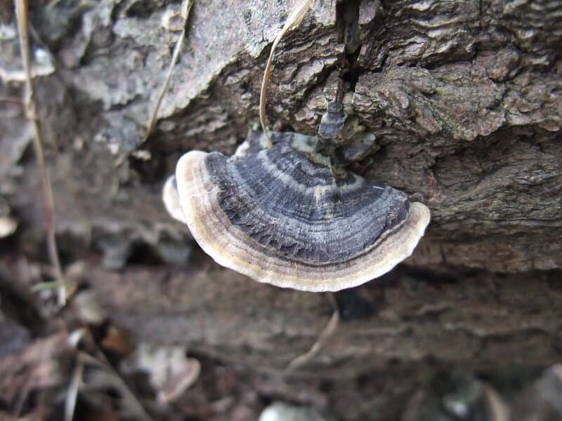 24 Secret Underground Networks Where Plants and Fungi Make Deals