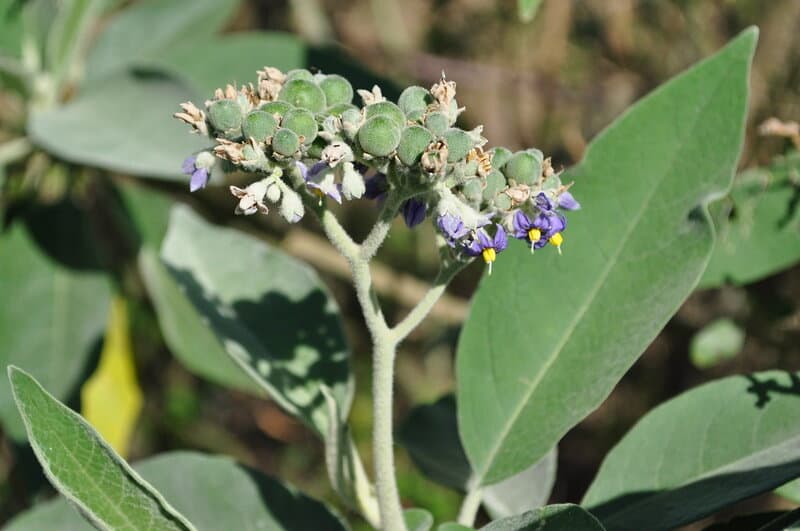 25 Plants That Literally Talk to Each Other (And How They Do It)