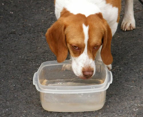 Why Vets Cringe at These 29 Popular Pet Products