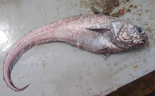 38 Bizarre Deep-Sea Creatures Scientists Discovered in the Last Decade