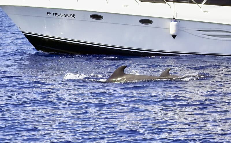 Why Dolphins Are Deliberately Teaching Their Young to Hate Humans