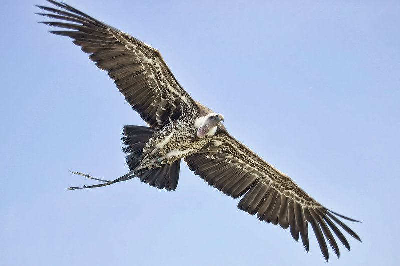 Wings of Wonder: Engineering Marvels in the Bird Kingdom