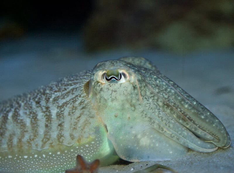 31 Animals That Are Masters of Deception and Lies