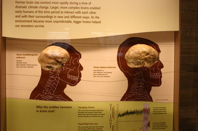 Farmers Dug Up a 300,000-Year-Old Skull. It’s Unlike Any Human Ancestor We’ve Ever Seen.
