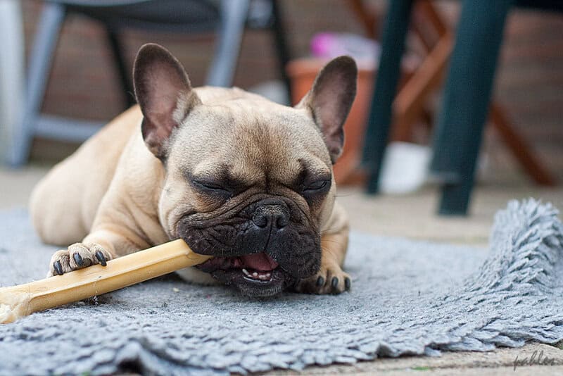 Why Vets Cringe at These 29 Popular Pet Products