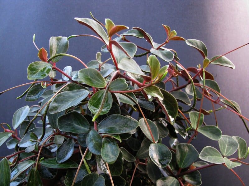 28 Houseplants You Can Grow from Cuttings