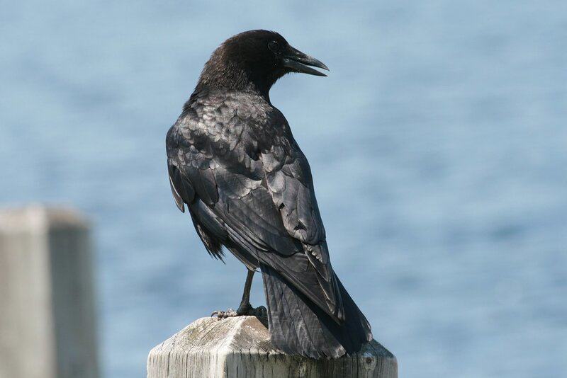 29 Species That Are Thriving Because of Human Activity (Not All News Is Bad)