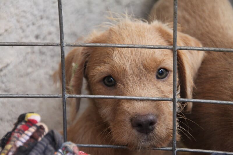 The Dogs of Chernobyl Are Experiencing Rapid Evolution, Study Suggests