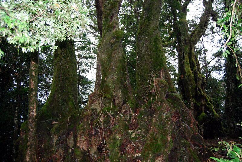 These 25 Ancient Plants Have Witnessed Centuries of History