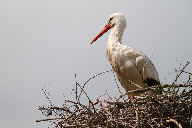 Birds Were Nesting in the Arctic 73 Million Years Ago — And They Lived Alongside Dinosaurs