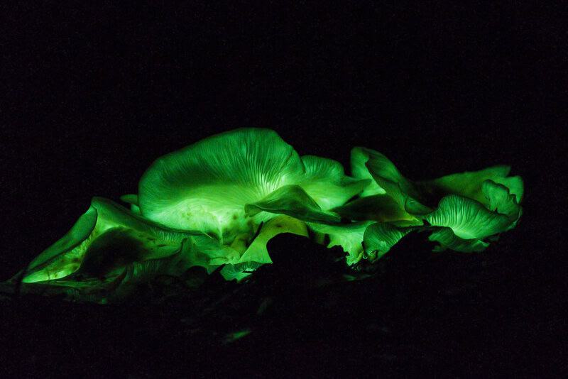 27 Creatures That Glow in the Dark (And Why They Do It)