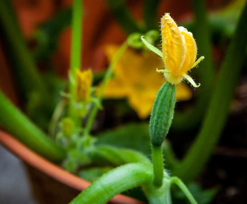 26 Plants That See Colors Humans Can&#8217;t Even Imagine