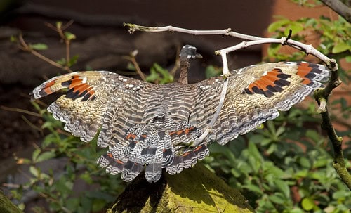 Wings of Wonder: Engineering Marvels in the Bird Kingdom