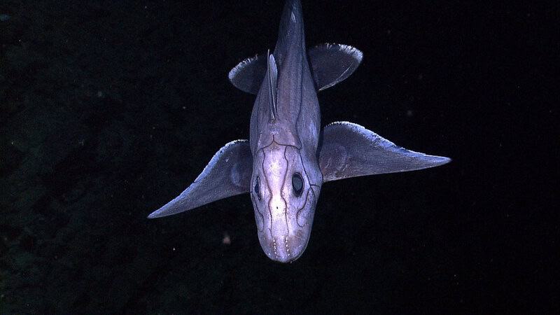 38 Bizarre Deep-Sea Creatures Scientists Discovered in the Last Decade