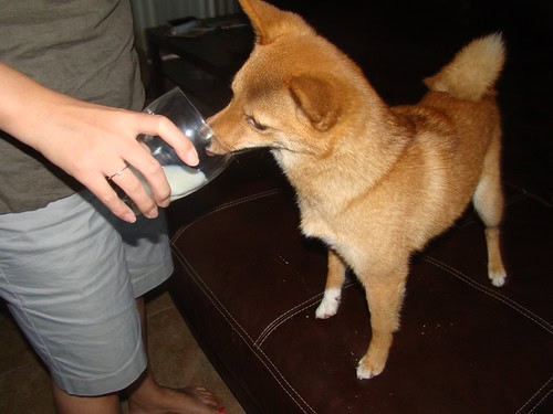 Why Vets Cringe at These 29 Popular Pet Products