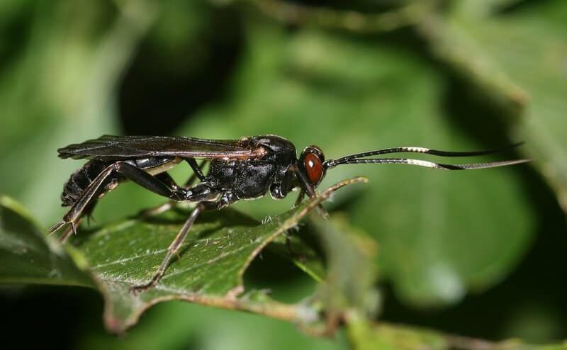 7 Fascinating Ways Plants Smell Danger (Plus 18 Species With the Best Noses)