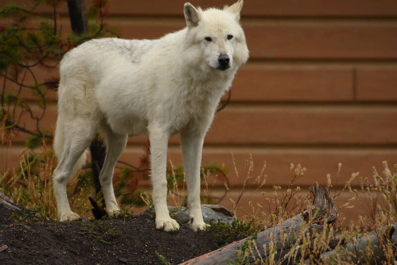 Scientists Furious: Company Claims It &#8216;De-Extincted&#8217; Dire Wolves But They&#8217;re Just Fake
