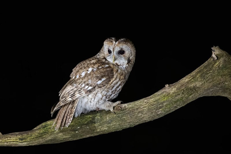 32 Animals That Have Completely Adapted to Climate Change (While Others Go Extinct)