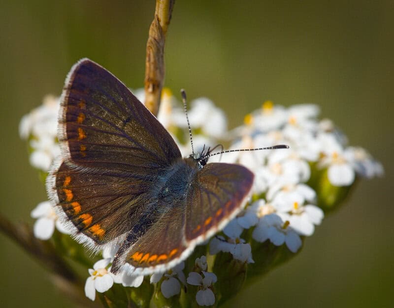 32 Animals That Have Completely Adapted to Climate Change (While Others Go Extinct)