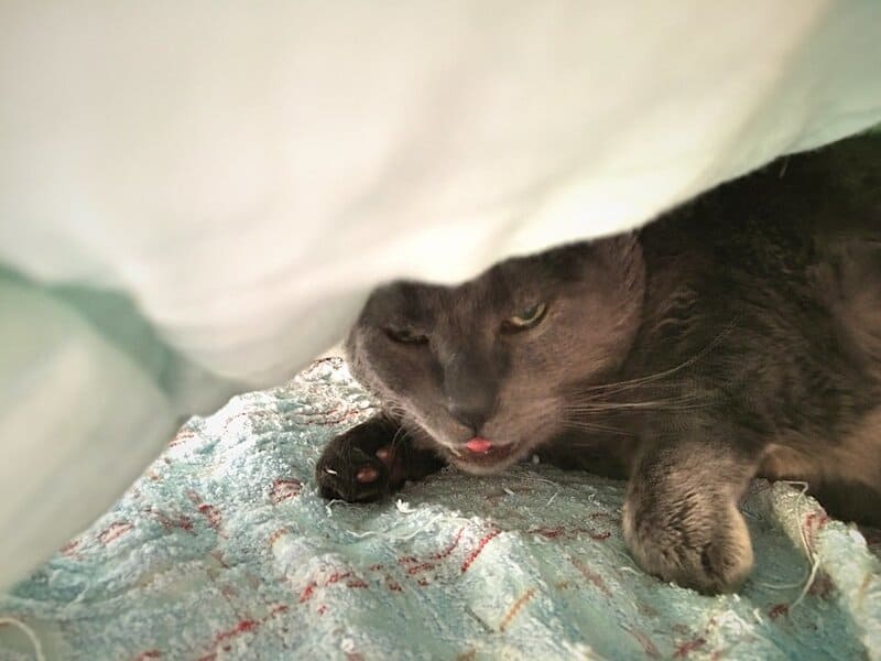 The Cat Owner&#8217;s Dilemma: 25 &#8220;Normal&#8221; Behaviors That Actually Signal Problems