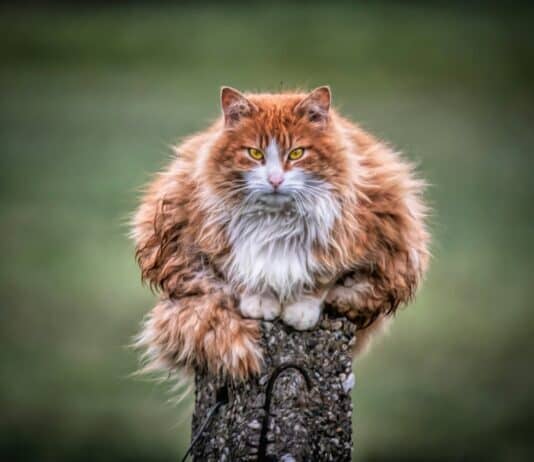 These Popular Cat Myths Are So Wrong, It’s Actually Dangerous for Your Pet