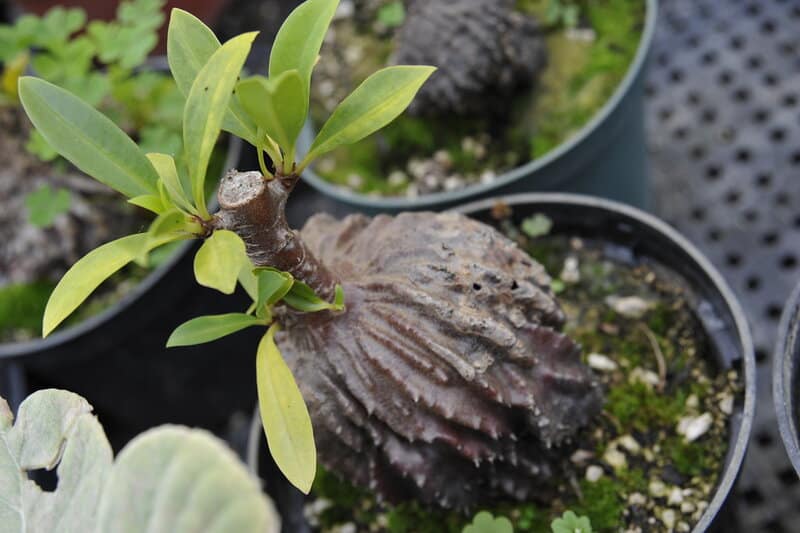 23 Master Manipulator Plants That Make Animals Work For Them