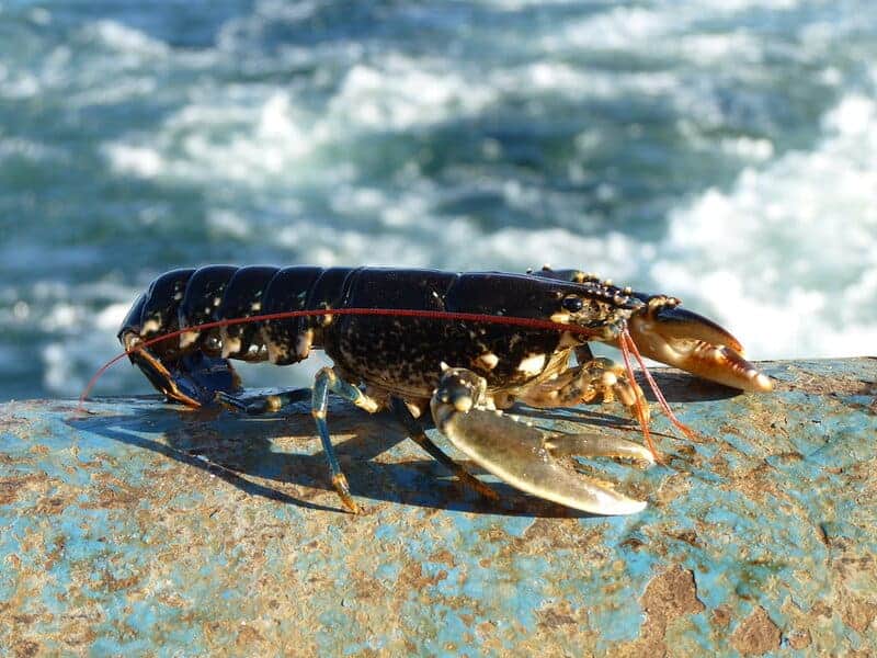 Can Anything Truly Live Forever? These 10 Creatures Might