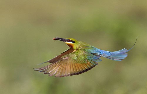 Wings of Wonder: Engineering Marvels in the Bird Kingdom