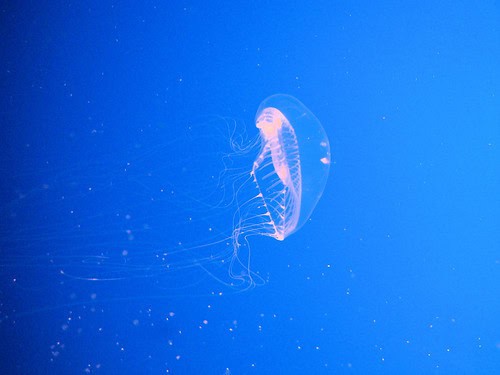 27 Creatures That Glow in the Dark (And Why They Do It)