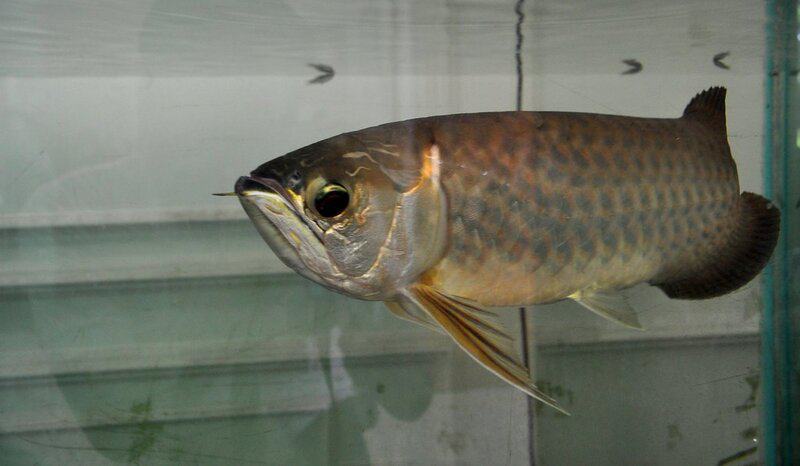 23 Common Pets Are Racing Toward Extinction (But 3 Incredible Success Stories Show the Fight Isn&#8217;t Over)