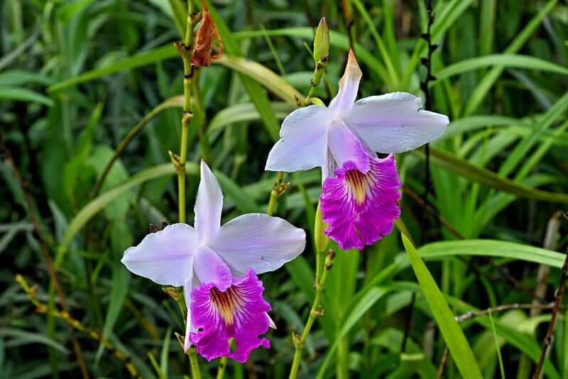 25 of The Rarest Flowers That Only Bloom Once Every Few Years
