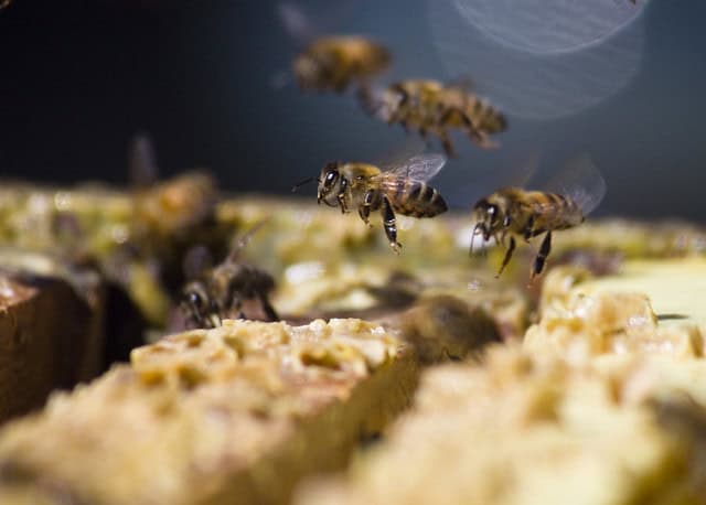 How Animals See the World — 26 Vision Secrets That Will Change Everything You Thought You Knew