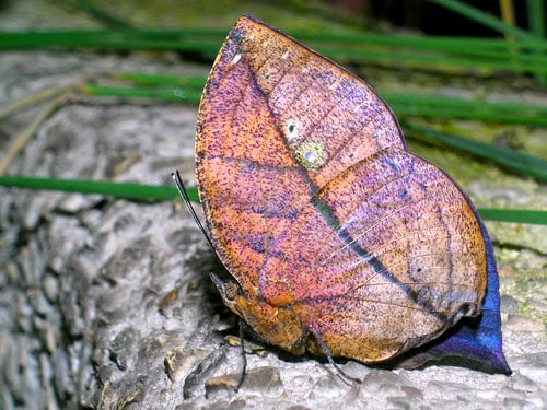 31 Animals That Are Masters of Deception and Lies