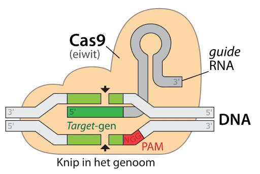 Engineering the Future: How Gene Editing is Shaping the Next Generation of Humanity
